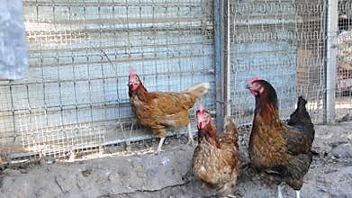 Chickens in a chicken coop