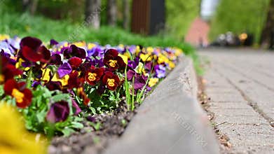 A flower bed with violets in the city park.