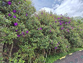 Melastoma affine. Purple flowers bloom beautifully on lush green bushes under sunlight.