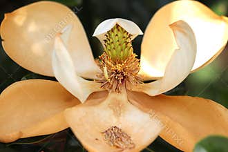 Maturing white magnolia flower with fallen carpels and browning petals
