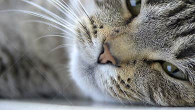 Yawning Cat