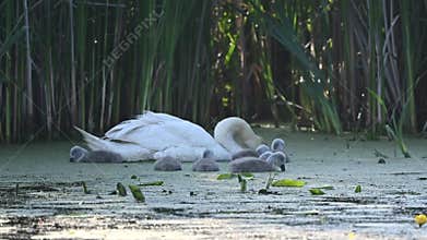 Swan In Pond With Chicks