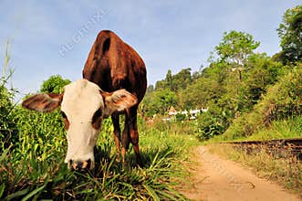 Cow in front of Buddhist temple, Ella, Sri Lanka