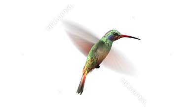 Rotating humming bird
