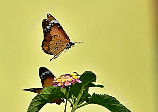 In-flight courtship of butterflies over lantana flower