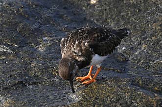 The common turnstone, rufous turnstone, Arenaria interpres, a charadriiform bird, family Scolopacidae