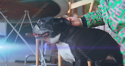 Child entering pet care and crouching beside dog, planting kiss for affection and scratching ear