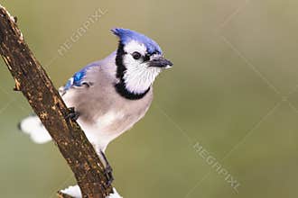 A Blue Jay On A Branch