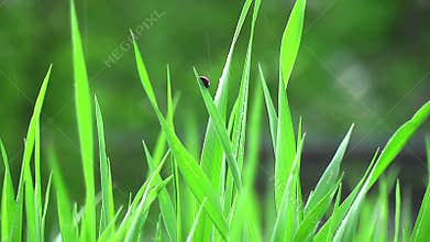Grass in rain and ladybird