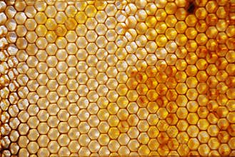 Honey Comb