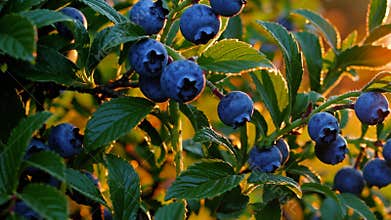 Close-up of ripe blueberries on bush at sunset, vibrant nature scene. Harvest season concept