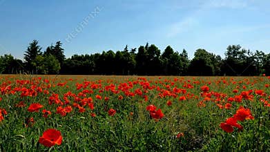 Golden Fields of Wildflowers: Lush Meadows and Blooming Gardens – Nature\'s Vibrant Beauty