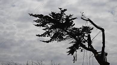 Biscarosse, France - 7 March 2025: logger and shovel cutting down a coniferous tree