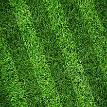 Sport lined grass field