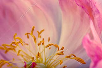 Peony Flower Macro
