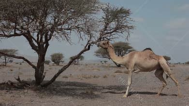 Wild camel