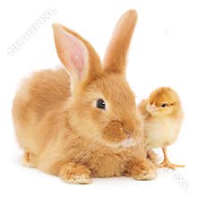 Rabbit and chicken