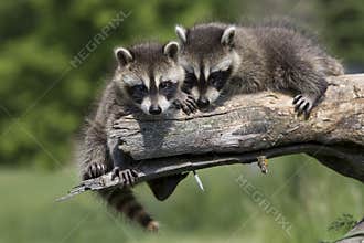 Best friends
