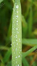 raindrops fall on rice leaves