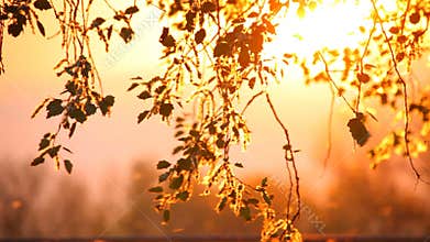 Pollen and tree leaves at sunset
