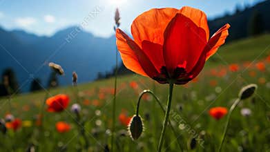 Red Poppy in a Mountain Meadow