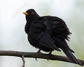 Male Blackbird Resting on a Branch in Spring