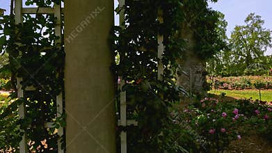 footage of a gorgeous landscape with lush green trees, grass and colorful flowers at Huntington Library and Botanical Gardens in