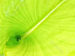 Abstrack green banana leaf surface texture background