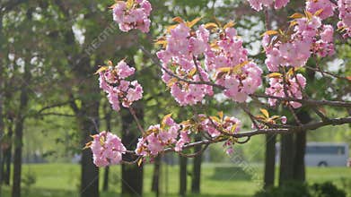 Flowers spring tree sun wind bloom colorful branch plant flora