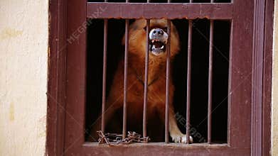 Dog barking in its cage