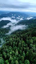 Aerial view of dense evergreen forest with wisps of clouds along mountains and valleys, moody landscape under an