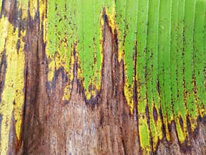 Abstrack colourful banana leaf surface texture background