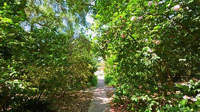 footage on a footpath in a garden with lush green trees and flowers at Huntington Library and Botanical Gardens in San Marino