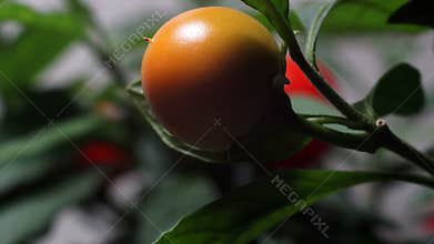 Jerusalem Cherry Time-lapse