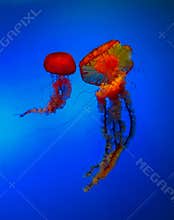 Jellyfish