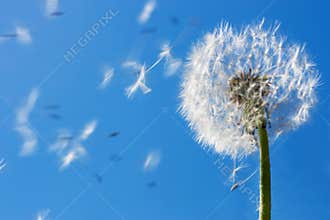 Dandelion Seeds