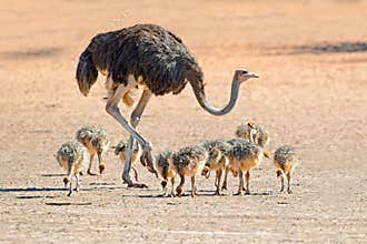 Ostrich with chicks