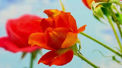 Rose blossoming