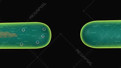 BACTERIA