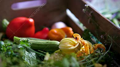 female hand placing fresh zucchini with flower into wooden crate of garden vegetables. colorful natural harvest scene in