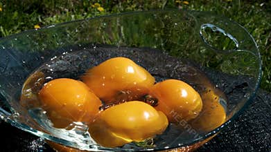 wash yellow tomatoes large number of ripe orange tomatoes that are on the table, whole clean washed orange tomatoes with
