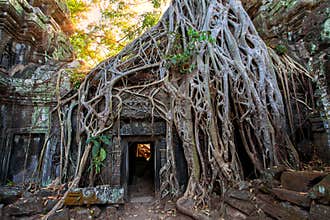 The ancient ruins and tree roots,of a historic Khmer temple in