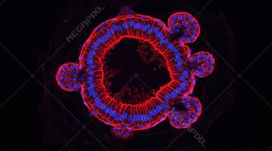 Intestinal Organoid Lumen Confocal Sectioning 3D Culture