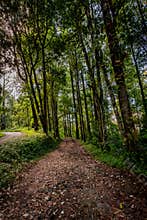 Forest Curve Among Tall Tropical Pine Trees