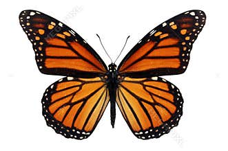 Monarch Butterfly