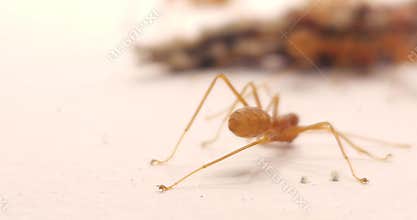 Asian Weaver Ants Feeding on Dead Insect Isolated