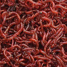 Bloodworms