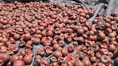 Ripe Jujube Fruits Sun Drying On Black Tarp Bangladesh
