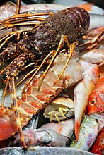 Fresh catch of fish