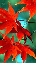 Portrait Of Autumn Leaves